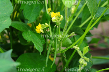 小豆 花の部分 の画像素材 健康管理 ライフスタイルの写真素材ならイメージナビ