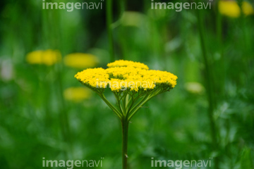 セイヨウノコギリソウ 黄色 の画像素材 その他植物 花 植物の写真素材ならイメージナビ