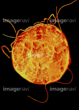 細菌 立体 古細菌 の画像素材 医療 イラスト Cgの写真素材ならイメージナビ