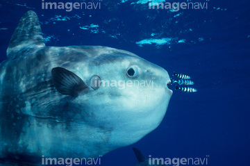 ブリモドキ の画像素材 魚類 生き物の写真素材ならイメージナビ