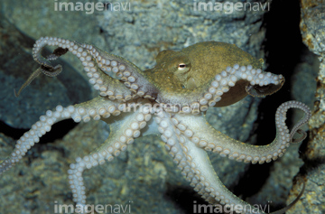 生き物 海の動物 イカ タコ の画像素材 写真素材ならイメージナビ
