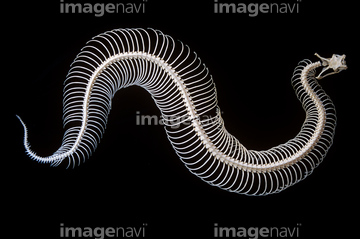 ガボンアダー の画像素材 爬虫類 両生類 生き物の写真素材ならイメージナビ