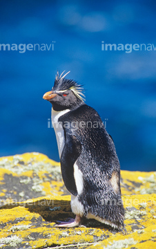 ペンギン の画像素材 鳥類 生き物の写真素材ならイメージナビ