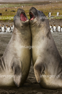 ゾウアザラシ 喧嘩 の画像素材 海の動物 生き物の写真素材ならイメージナビ