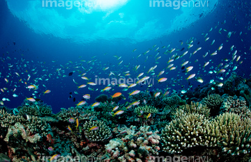 魚群 の画像素材 魚類 生き物の写真素材ならイメージナビ