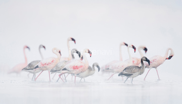 生き物 鳥類 ダチョウ フラミンゴ の画像素材 写真素材ならイメージナビ