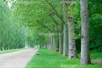 並木 春 ポプラ並木 の画像素材 樹木 花 植物の写真素材ならイメージナビ