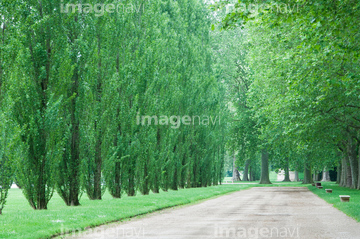 並木 春 ポプラ並木 の画像素材 樹木 花 植物の写真素材ならイメージナビ