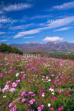 コスモス畑 朝 縦位置 の画像素材 花 植物の写真素材ならイメージナビ