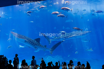 沖縄美ら海水族館 の画像素材 日本 国 地域の写真素材ならイメージナビ