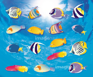 熱帯魚 の画像素材 生き物 イラスト Cgの写真素材ならイメージナビ