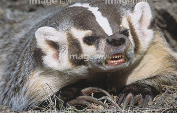 アメリカアナグマ の画像素材 陸の動物 生き物の写真素材ならイメージナビ