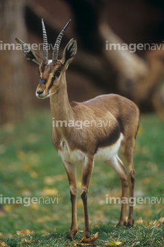 草食動物 ガゼル の画像素材 美術 イラスト Cgの写真素材ならイメージナビ