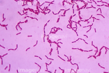 乳酸菌 生物学 の画像素材 加工食品 食べ物の写真素材ならイメージナビ