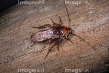 ゴキブリ 茶色 の画像素材 虫 昆虫 生き物の写真素材ならイメージナビ