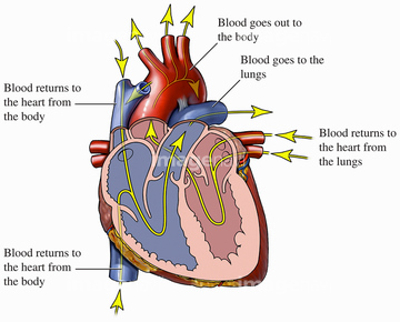 医療 福祉向け 身体パーツcg 臓器心臓 の画像素材 イラスト Cgのcg素材ならイメージナビ