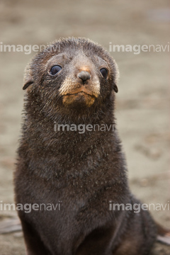 生き物 海の動物 トド オットセイ 茶色 の画像素材 写真素材ならイメージナビ