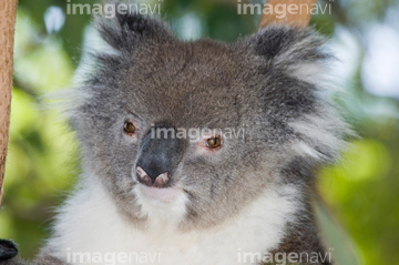 生き物 陸の動物 コアラ カンガルー 顔 の画像素材 写真素材ならイメージナビ