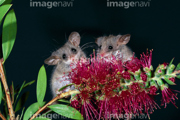 ピグミーポッサム の画像素材 陸の動物 生き物の写真素材ならイメージナビ
