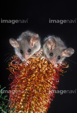 ピグミーポッサム の画像素材 陸の動物 生き物の写真素材ならイメージナビ