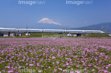 画像素材 花 植物の写真素材ならイメージナビ