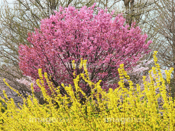 レンギョウ ピンク色 の画像素材 樹木 花 植物の写真素材ならイメージナビ