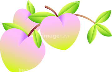 食べ物 果物 モモ プラム類 ピンク色 の画像素材 写真素材ならイメージナビ