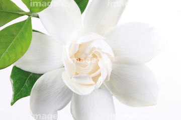 ジャスミン 花 の画像素材 その他植物 花 植物の写真素材ならイメージナビ