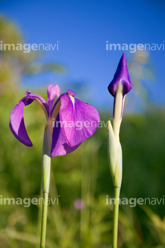 アヤメ の画像素材 花 植物の写真素材ならイメージナビ