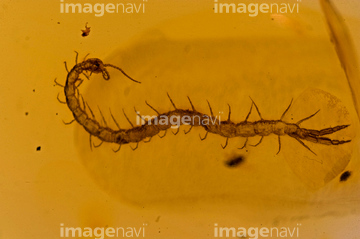 ムカデ の画像素材 虫 昆虫 生き物の写真素材ならイメージナビ