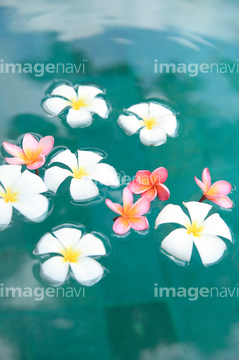 プルメリア の画像素材 花 植物の写真素材ならイメージナビ