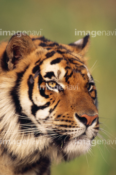 トラ 顔 横顔 の画像素材 陸の動物 生き物の写真素材ならイメージナビ