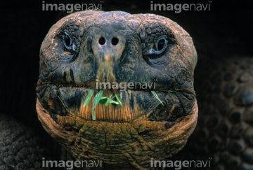 生き物 爬虫類 両生類 亀 1 ガラパゴスゾウガメ 顔 の画像素材 写真素材ならイメージナビ