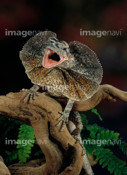 エリマキトカゲ の画像素材 爬虫類 両生類 生き物の写真素材ならイメージナビ
