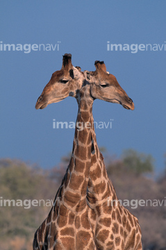 生き物 陸の動物 キリン シマウマ 草食動物 横顔 つがい の画像素材 写真素材ならイメージナビ