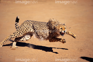生き物 陸の動物 ヒョウ チーター 全身 走る 動作 の画像素材 写真素材ならイメージナビ