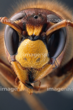 スズメバチ 顔 の画像素材 構図 人物の写真素材ならイメージナビ