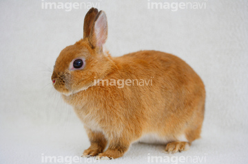 飼いウサギ の画像素材 家畜 生き物の写真素材ならイメージナビ