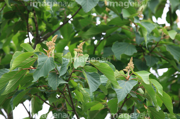 赤芽槲 の画像素材 花 植物の写真素材ならイメージナビ