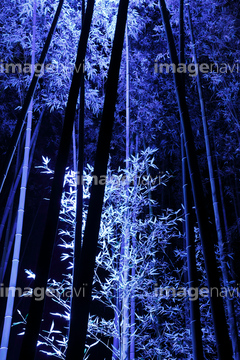 自然 風景 森林 竹林 夜 の画像素材 写真素材ならイメージナビ