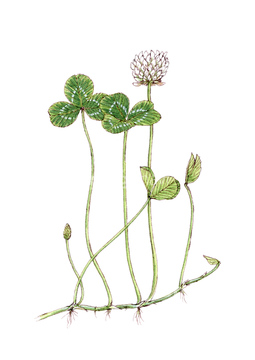 シロツメクサ の画像素材 花 植物 イラスト Cgの写真素材ならイメージナビ