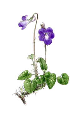 スミレ の画像素材 花 植物 イラスト Cgの写真素材ならイメージナビ