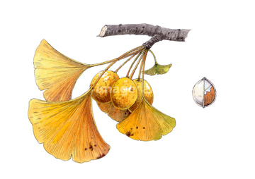 イチョウ の画像素材 ライフスタイル イラスト Cgの写真素材ならイメージナビ