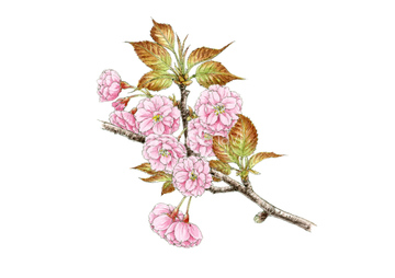 八重桜 の画像素材 花 植物の写真素材ならイメージナビ