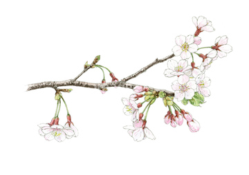 染井吉野 の画像素材 花 植物の写真素材ならイメージナビ