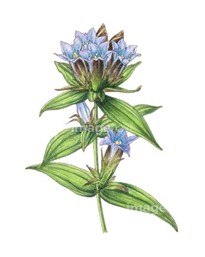 リンドウ リンドウの近縁 の画像素材 花 植物の写真素材ならイメージナビ
