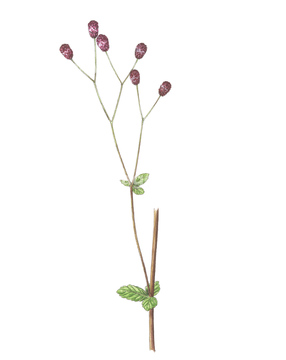 ワレモコウ の画像素材 花 植物の写真素材ならイメージナビ