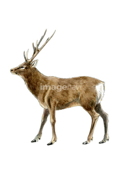 鹿 全身 の画像素材 生き物 イラスト Cgの写真素材ならイメージナビ