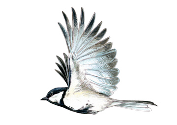シジュウカラ 1匹 の画像素材 鳥類 生き物の写真素材ならイメージナビ