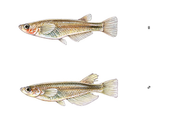 メダカ の画像素材 魚類 生き物の写真素材ならイメージナビ